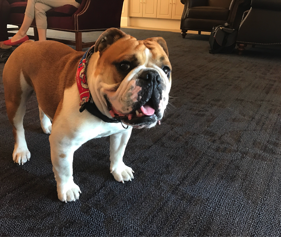 Victor E. Bulldog II, Fresno State's bulldog mascot dies after bee